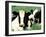 Holstein Cows in Field, VT-Lynn M^ Stone-Framed Premium Photographic Print