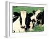 Holstein Cows in Field, VT-Lynn M^ Stone-Framed Premium Photographic Print