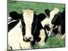 Holstein Cows in Field, VT-Lynn M^ Stone-Mounted Premium Photographic Print