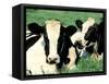 Holstein Cows in Field, VT-Lynn M^ Stone-Framed Stretched Canvas