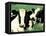 Holstein Cows in Field, VT-Lynn M^ Stone-Framed Stretched Canvas