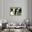 Holstein Cows in Field, VT-Lynn M^ Stone-Photographic Print displayed on a wall