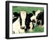 Holstein Cows in Field, VT-Lynn M^ Stone-Framed Photographic Print