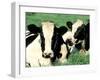 Holstein Cows in Field, VT-Lynn M^ Stone-Framed Photographic Print