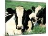 Holstein Cows in Field, VT-Lynn M^ Stone-Mounted Photographic Print