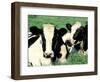 Holstein Cows in Field, VT-Lynn M^ Stone-Framed Photographic Print