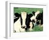 Holstein Cows in Field, VT-Lynn M^ Stone-Framed Photographic Print