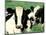 Holstein Cows in Field, VT-Lynn M^ Stone-Mounted Photographic Print