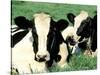 Holstein Cows in Field, VT-Lynn M^ Stone-Stretched Canvas