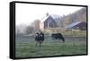 Holstein Cows in Front of Historic Dairy Barn and Cupola on at Liberty Hill Farm-Lynn M^ Stone-Framed Stretched Canvas