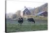 Holstein Cows in Front of Historic Dairy Barn and Cupola on at Liberty Hill Farm-Lynn M^ Stone-Stretched Canvas