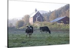 Holstein Cows in Front of Historic Dairy Barn and Cupola on at Liberty Hill Farm-Lynn M^ Stone-Stretched Canvas