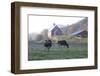 Holstein Cows in Front of Historic Dairy Barn and Cupola on at Liberty Hill Farm-Lynn M^ Stone-Framed Photographic Print