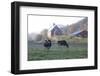 Holstein Cows in Front of Historic Dairy Barn and Cupola on at Liberty Hill Farm-Lynn M^ Stone-Framed Photographic Print