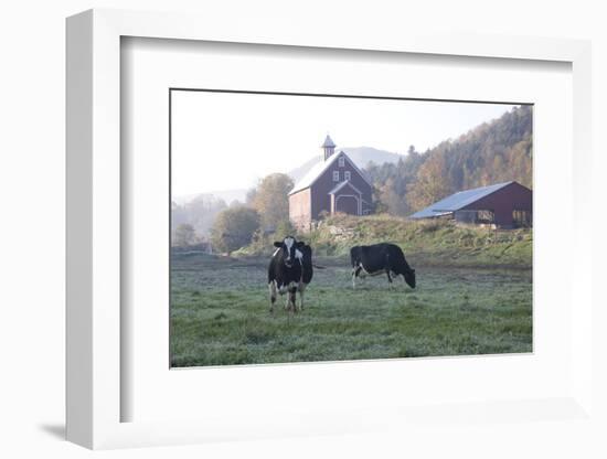 Holstein Cows in Front of Historic Dairy Barn and Cupola on at Liberty Hill Farm-Lynn M^ Stone-Framed Photographic Print