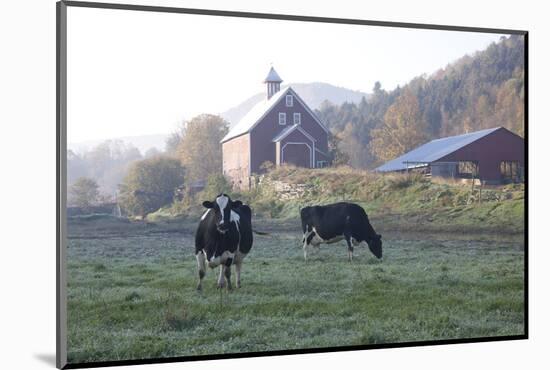 Holstein Cows in Front of Historic Dairy Barn and Cupola on at Liberty Hill Farm-Lynn M^ Stone-Mounted Photographic Print