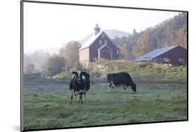Holstein Cows in Front of Historic Dairy Barn and Cupola on at Liberty Hill Farm-Lynn M^ Stone-Mounted Photographic Print