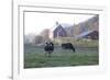 Holstein Cows in Front of Historic Dairy Barn and Cupola on at Liberty Hill Farm-Lynn M^ Stone-Framed Photographic Print