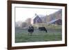 Holstein Cows in Front of Historic Dairy Barn and Cupola on at Liberty Hill Farm-Lynn M^ Stone-Framed Photographic Print