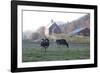 Holstein Cows in Front of Historic Dairy Barn and Cupola on at Liberty Hill Farm-Lynn M^ Stone-Framed Photographic Print