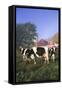 Holstein Cows in Green Pasture on Clear October Morning with Dairy Buildings in Distance, Granville-Lynn M^ Stone-Framed Stretched Canvas