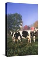 Holstein Cows in Green Pasture on Clear October Morning with Dairy Buildings in Distance, Granville-Lynn M^ Stone-Stretched Canvas