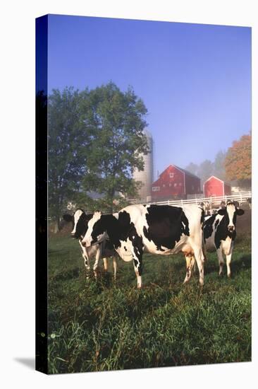 Holstein Cows in Green Pasture on Clear October Morning with Dairy Buildings in Distance, Granville-Lynn M^ Stone-Stretched Canvas