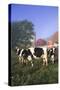 Holstein Cows in Green Pasture on Clear October Morning with Dairy Buildings in Distance, Granville-Lynn M^ Stone-Stretched Canvas