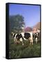 Holstein Cows in Green Pasture on Clear October Morning with Dairy Buildings in Distance, Granville-Lynn M^ Stone-Framed Stretched Canvas