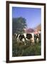 Holstein Cows in Green Pasture on Clear October Morning with Dairy Buildings in Distance, Granville-Lynn M^ Stone-Framed Premium Photographic Print