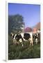 Holstein Cows in Green Pasture on Clear October Morning with Dairy Buildings in Distance, Granville-Lynn M^ Stone-Framed Premium Photographic Print