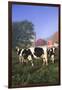 Holstein Cows in Green Pasture on Clear October Morning with Dairy Buildings in Distance, Granville-Lynn M^ Stone-Framed Premium Photographic Print