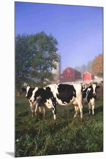 Holstein Cows in Green Pasture on Clear October Morning with Dairy Buildings in Distance, Granville-Lynn M^ Stone-Mounted Premium Photographic Print