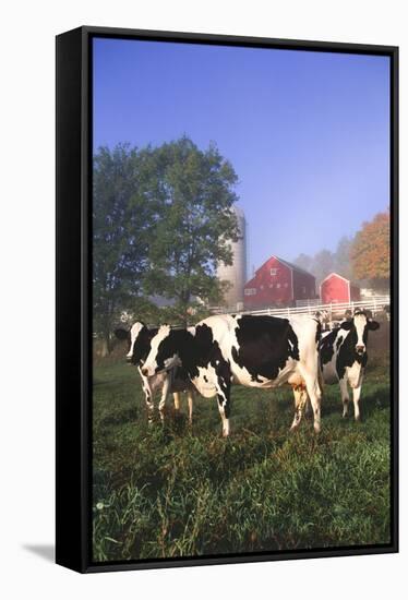 Holstein Cows in Green Pasture on Clear October Morning with Dairy Buildings in Distance, Granville-Lynn M^ Stone-Framed Stretched Canvas