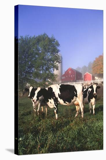 Holstein Cows in Green Pasture on Clear October Morning with Dairy Buildings in Distance, Granville-Lynn M^ Stone-Stretched Canvas