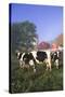 Holstein Cows in Green Pasture on Clear October Morning with Dairy Buildings in Distance, Granville-Lynn M^ Stone-Stretched Canvas