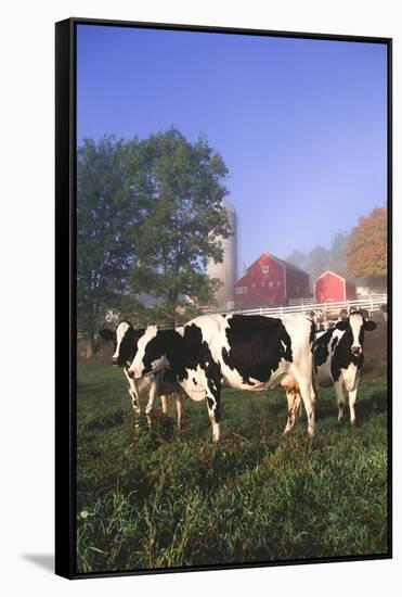 Holstein Cows in Green Pasture on Clear October Morning with Dairy Buildings in Distance, Granville-Lynn M^ Stone-Framed Stretched Canvas