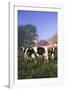 Holstein Cows in Green Pasture on Clear October Morning with Dairy Buildings in Distance, Granville-Lynn M^ Stone-Framed Photographic Print