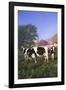 Holstein Cows in Green Pasture on Clear October Morning with Dairy Buildings in Distance, Granville-Lynn M^ Stone-Framed Photographic Print