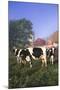 Holstein Cows in Green Pasture on Clear October Morning with Dairy Buildings in Distance, Granville-Lynn M^ Stone-Mounted Photographic Print