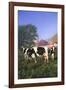 Holstein Cows in Green Pasture on Clear October Morning with Dairy Buildings in Distance, Granville-Lynn M^ Stone-Framed Photographic Print