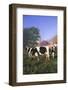 Holstein Cows in Green Pasture on Clear October Morning with Dairy Buildings in Distance, Granville-Lynn M^ Stone-Framed Photographic Print