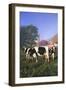 Holstein Cows in Green Pasture on Clear October Morning with Dairy Buildings in Distance, Granville-Lynn M^ Stone-Framed Photographic Print
