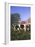 Holstein Cows in Green Pasture on Clear October Morning with Dairy Buildings in Distance, Granville-Lynn M^ Stone-Framed Photographic Print