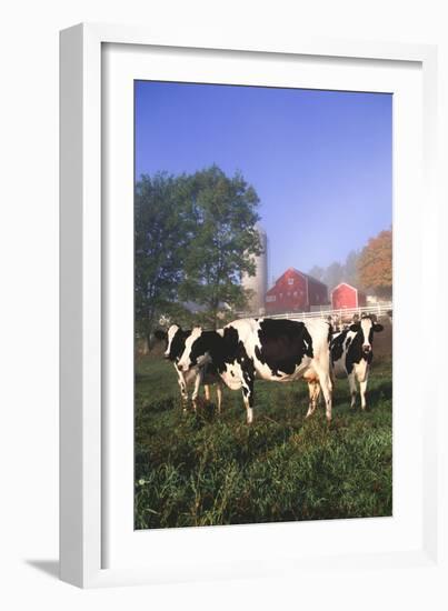 Holstein Cows in Green Pasture on Clear October Morning with Dairy Buildings in Distance, Granville-Lynn M^ Stone-Framed Photographic Print