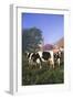 Holstein Cows in Green Pasture on Clear October Morning with Dairy Buildings in Distance, Granville-Lynn M^ Stone-Framed Photographic Print