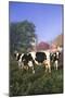 Holstein Cows in Green Pasture on Clear October Morning with Dairy Buildings in Distance, Granville-Lynn M^ Stone-Mounted Photographic Print