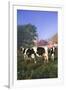 Holstein Cows in Green Pasture on Clear October Morning with Dairy Buildings in Distance, Granville-Lynn M^ Stone-Framed Photographic Print