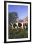 Holstein Cows in Green Pasture on Clear October Morning with Dairy Buildings in Distance, Granville-Lynn M^ Stone-Framed Photographic Print