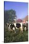 Holstein Cows in Green Pasture on Clear October Morning with Dairy Buildings in Distance, Granville-Lynn M^ Stone-Stretched Canvas
